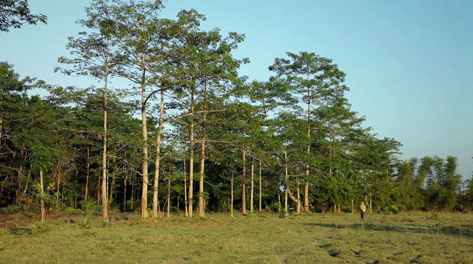 印度一岛民坚持种树35年，将550公顷荒岛变森林--阿里百秀