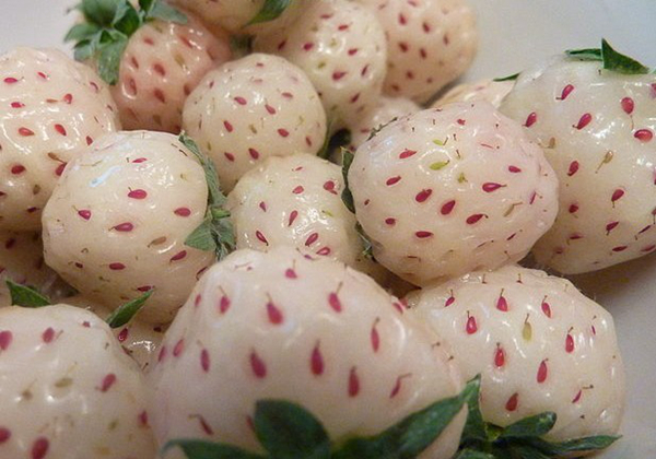 20种不常见但很好吃的怪异水果，非洲角瓜绝对是吃货的追求--阿里百秀