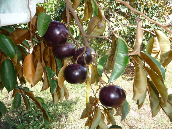 20种不常见但很好吃的怪异水果，非洲角瓜绝对是吃货的追求--阿里百秀